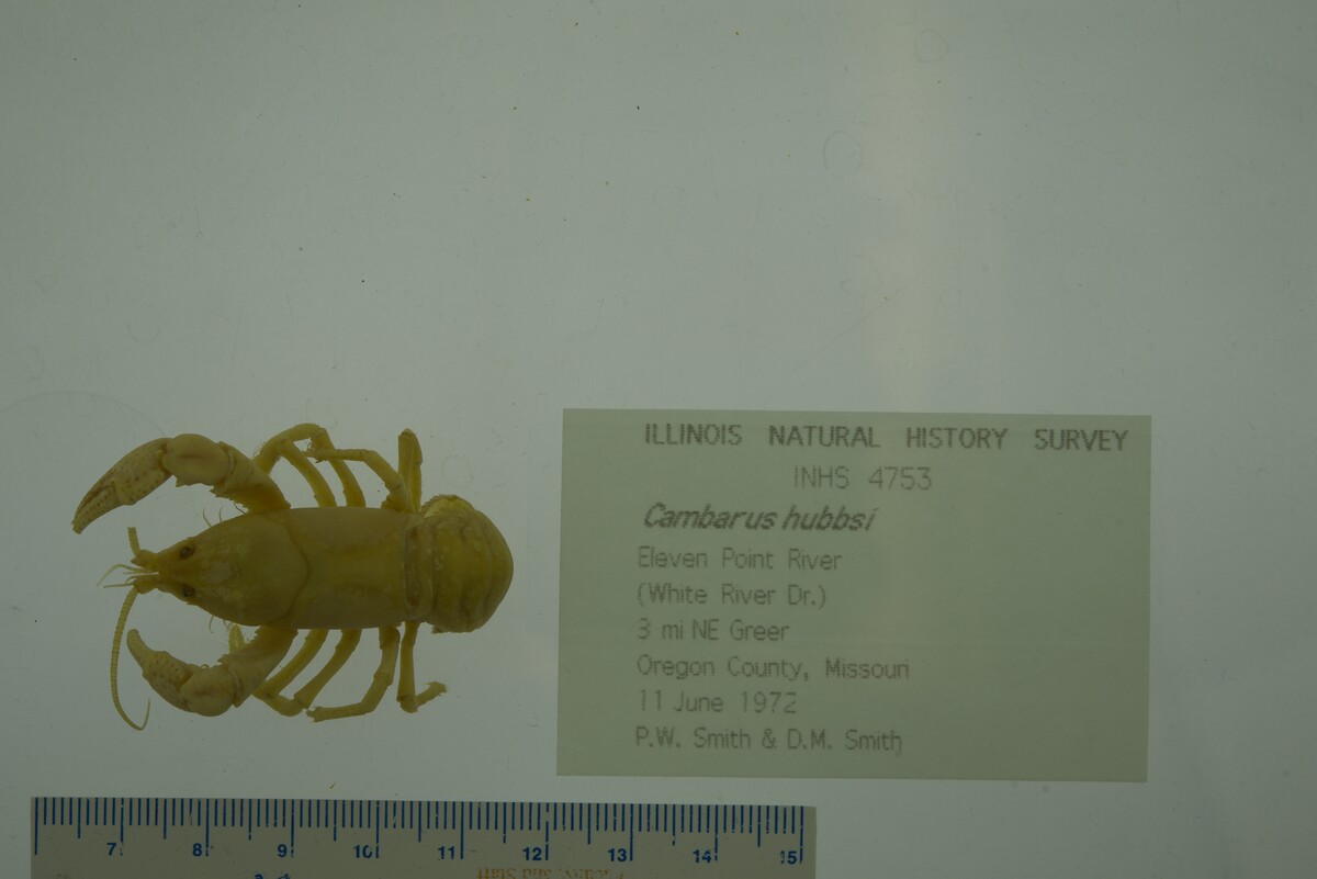 Cambarus hubbsi image